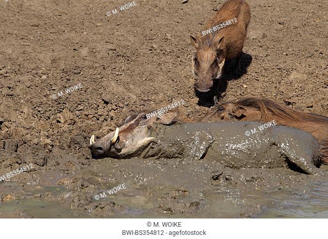 common warthog, savanna warthog (Phacochoerus africanus), warthogs wallows in mud, South Africa, Mkuzi Game Reserve