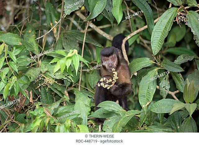 Tufted Capuchin (Cebus apella) also known as Brown Capuchin, Caratinga, Minas Gerais, Brazil