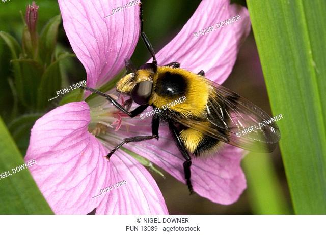 Close-up of a male bumble bee mimic Volucella bombylans var plumosa feeding on a pink geranium flower in a Norfolk garden