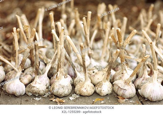 Organically grown garlic  Scientific name: Allium sativum