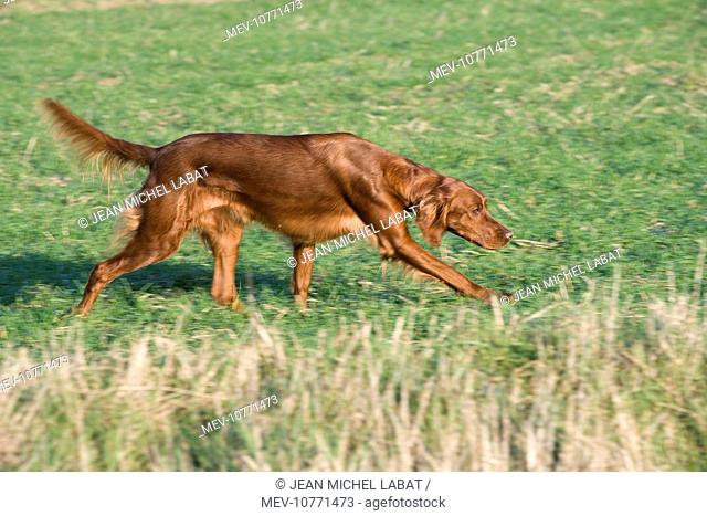Dog - Red Setter / Irish Setter - running