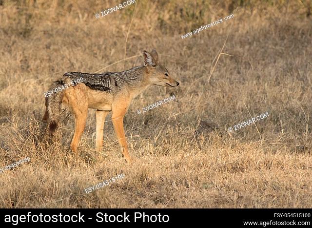 Male black-backed jackal tagging territory in the savanna in the dry season