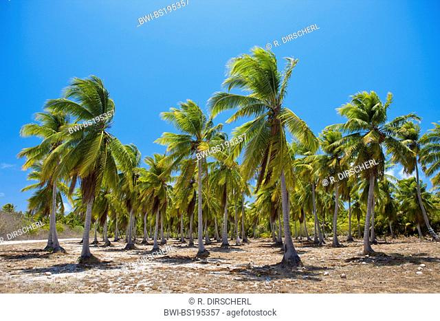 coconut palm (Cocos nucifera), Coconut Palms at Bikini, Federated States of Micronesia, Marschallinseln, Bikini Atoll