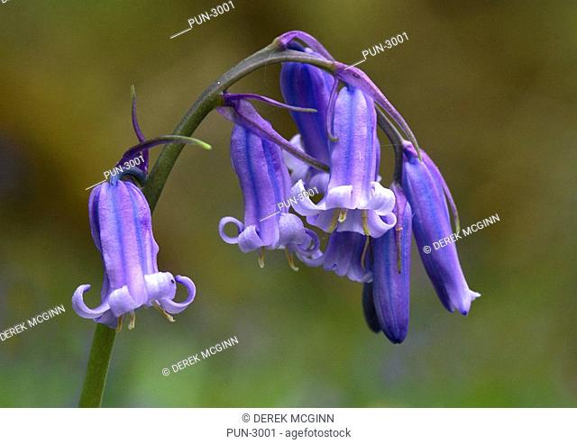 Bluebells or wild hyacinth flowers