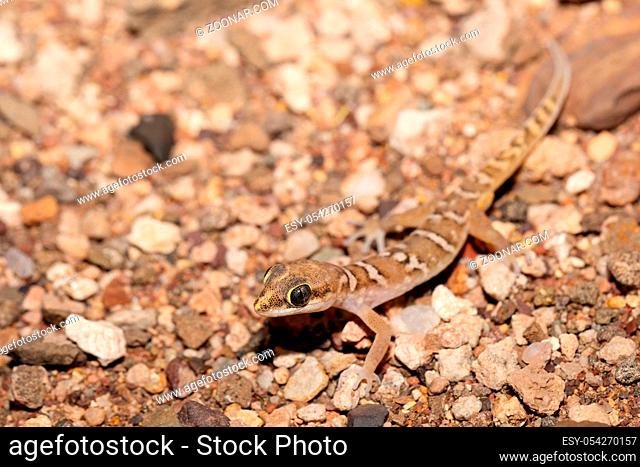Small night gecko in natural habitat namib desert, Stenodactylus petrii. Brandberg mountain, Namibia wildlife