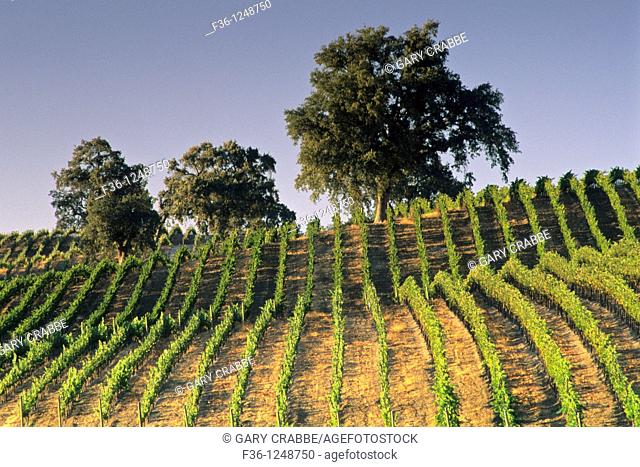 Vineyards at Summerwood Winery, Paso Robles, San Luis Obispo County, California