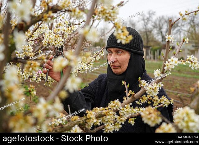 RUSSIA, KHERSON REGION - APRIL 10, 2023: A nun prunes a tree at St Nicholas Convent in the village of Blagodatnoye. In the run-up to the Christian holiday of...