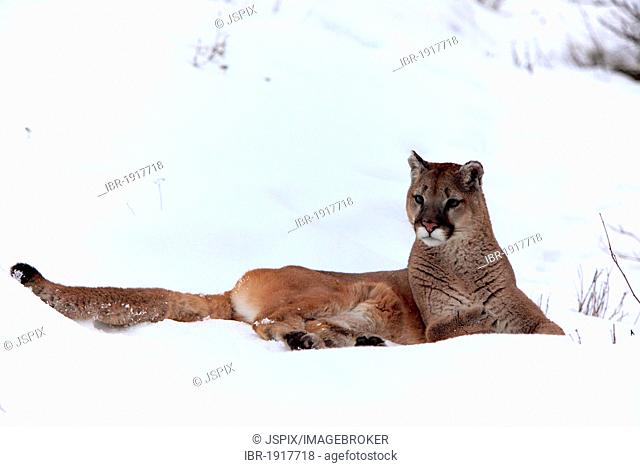 Cougar or Puma (Felis concolor), adult, resting in the snow, winter, Montana, USA