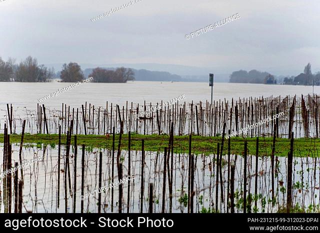 15 December 2023, Hesse, Eltville am Rhein: Vines on the banks of the Rhine near Eltville are under water. The B42 near Oestrich-Winkel (Rheingau-Taunus) was...
