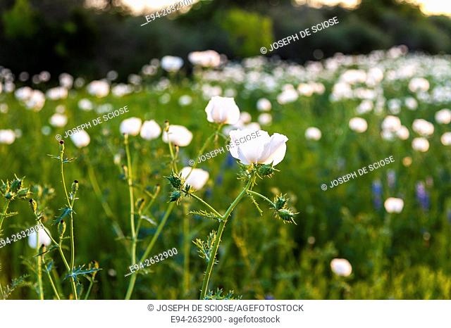 A close up of white poppy flowers in Texas in the spring