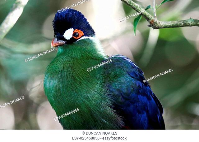 Portrait of a purple crested turaco or loerie bird