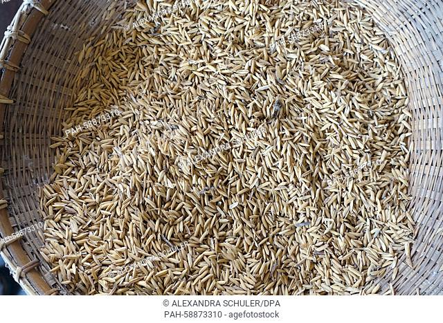 Unhusked rice in a basket at a rice factory in Sukhothai, Thailand, 24 February 2015. Rice is the most important agricultural commodity and staple food in...
