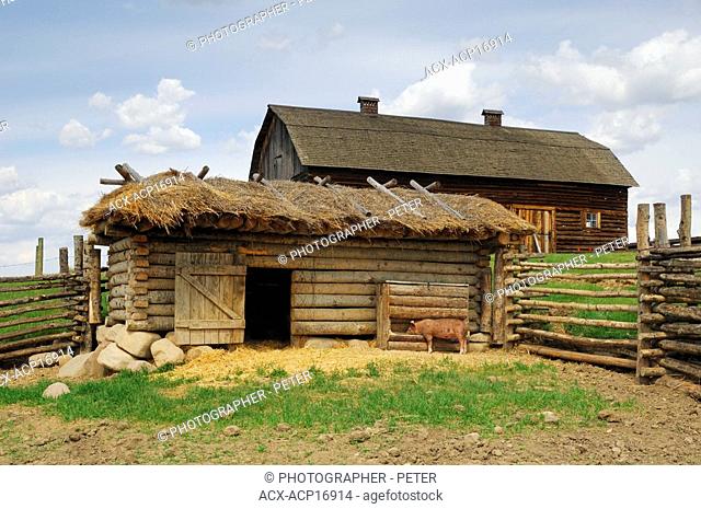 Pig eating from a trough in front of a pigsty with a barn in the background, Ukrainian Cultural Heritage Village, east of Edmonton, Alberta, Canada