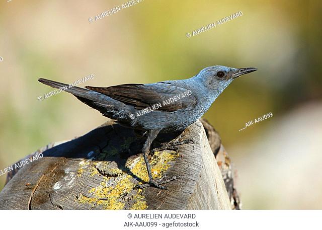 Male Blue Rock Thrush (Monticola solitarius) at Toulon - France. Perched on a wood log
