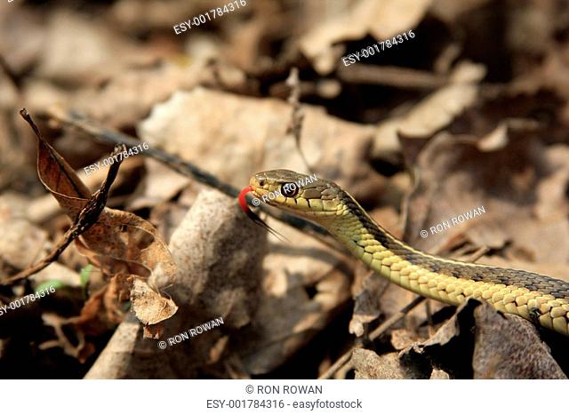 Common Garter Snake Thamnophis sirtalis