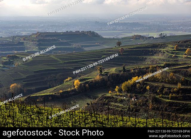 30 November 2022, Baden-Wuerttemberg, Ihringen: Colorful leafy trees grow next to the vines of the Kaiserstuhl while in the background the Rhine plain can be...