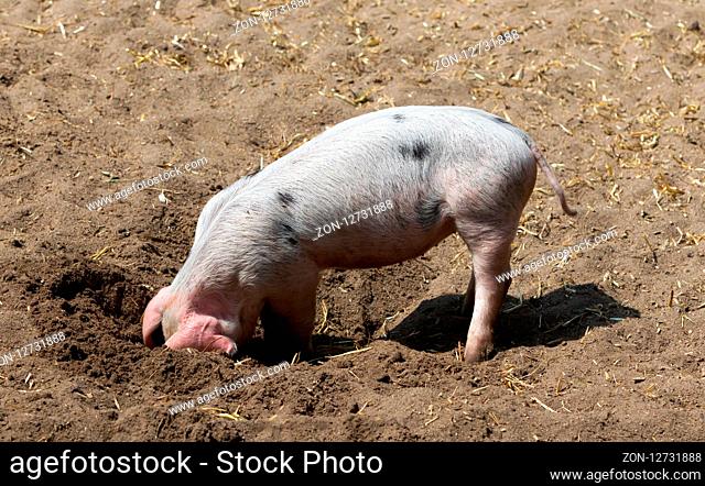 Pig searching in the mud - Selective focus