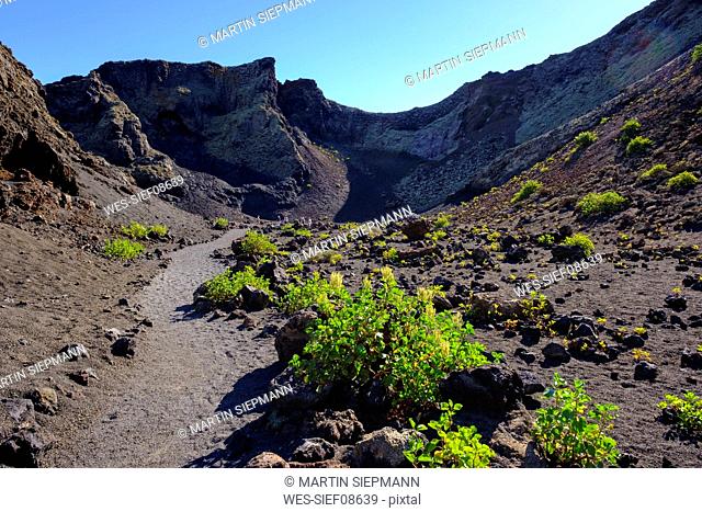 Spain, Canary Islands, Lanzarote, Los Volcanes Nature Park, Montana del Cuervo, Canary Islands sorrel, Rumex lunaria, on a way