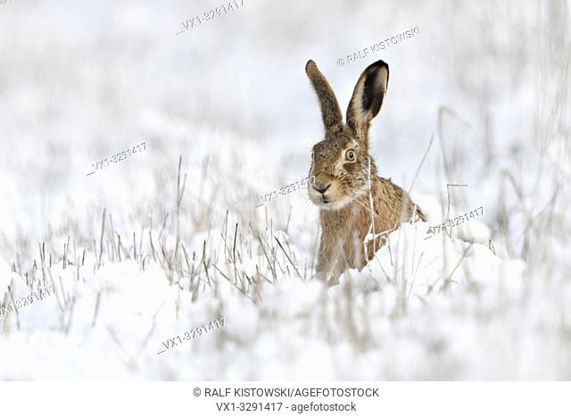 Brown Hare / European Hare / Feldhase ( Lepus europaeus ) in winter, sitting in snow, watching curious, looks funny, wildlife, Europe