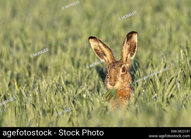 France, Department of Oise (60), Senlis region, arable land, European hare (Lepus europaeus), at the time of reproduction, in the fields