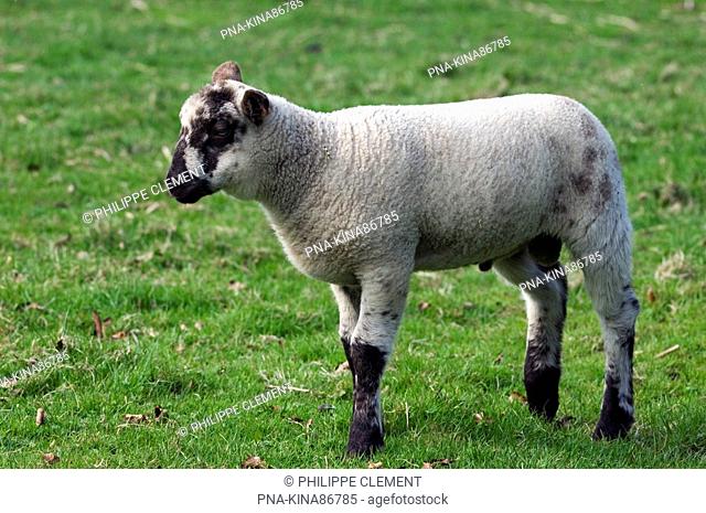 Sheep Ovis domesticus - Flanders, Belgium, Europe