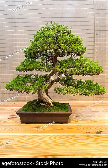 Bonsai - Chinese juniper (Juniperus chinensis). Age - about 60 years. Exhibition of Bonsai in Aptekarsky Ogorod (a branch of the Botanical Garden of Moscow...