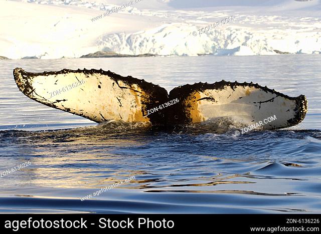 humpback whale tail diving in Antarctic waters against the backdrop of glaciers