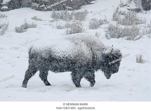 USA, America, United States, North America, Wyoming, American Bison, Bison bison, Snow, Snowfall, Snowstorm, Yellowsto