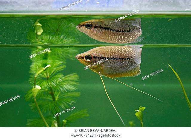 Pearl Gourami - side view with reflection (Trichogaster leeri)