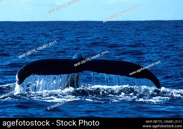 Humpback whale tail   Date: 07/11/2003  Ref: ZB775-109481-0111  COMPULSORY CREDIT: Oceans Image/Photoshot
