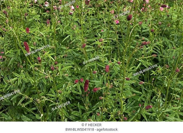great burnet Sanguisorba officinalis, blooming plants
