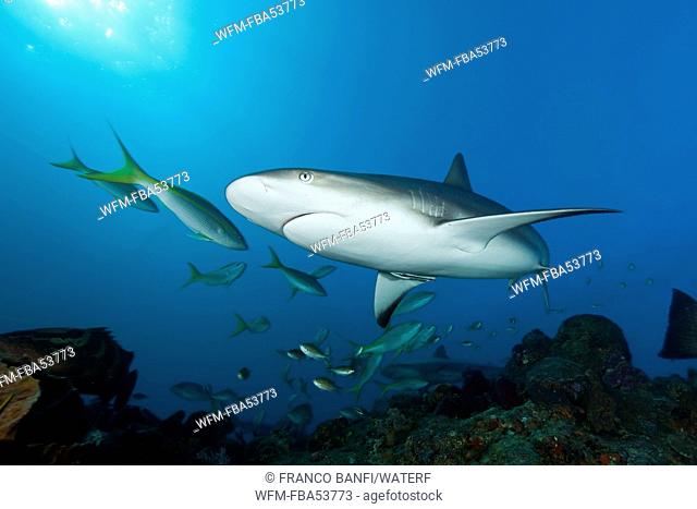 Caribbean Reef Shark over Reef, Carcharhinus perezi, Caribbean Sea, Bahamas
