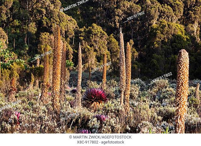 Giant Lobelia Lobelia bequaertii in the high mountains of the Rwenzoris  The Giant Lobelias of the Rwenzoris are especially adapted to the High level of UV...