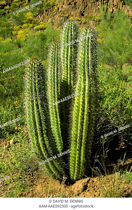 Organ-pipe Cactus (Cereus thurberi) Arizona, Organ-pipe National Park