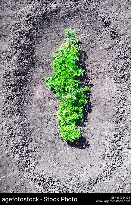 Parsley bush growing in the ground. South Ukraine