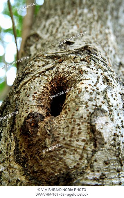 Tree trunk texture in sanjay gandhi national park , Borivali , Bombay Mumbai , Maharashtra , India