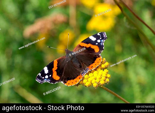 Red Admiral butterfly (Vanessa atalanta) resting on a yellow Achillea filipendulina 'Gold Plate' flower plant during the summer season