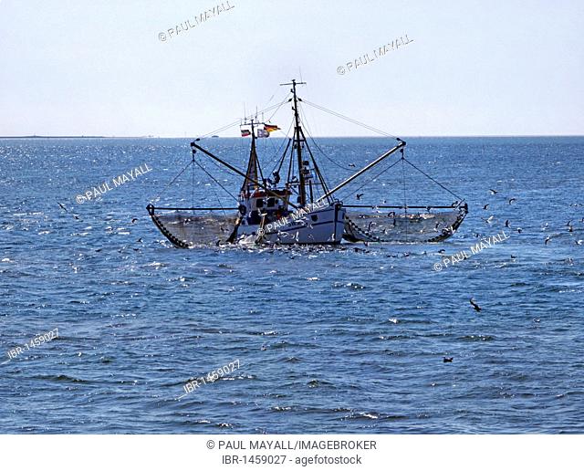 Shrimp fishing trawler operating in the North Sea off the North Frisian Islands, Schleswig-Holstein, Germany, Europe