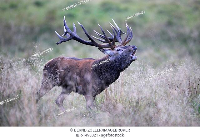 Red deer (Cervus elaphus), royal stag, rutting stag, old bull, roaring, Jaegersborg, Denmark, Scandinavia, Europe