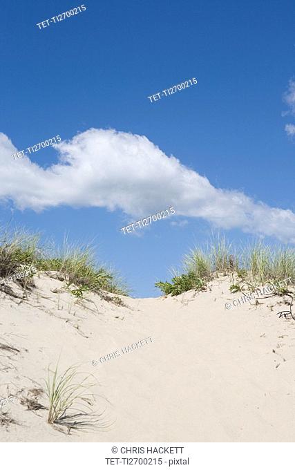 Beach dune
