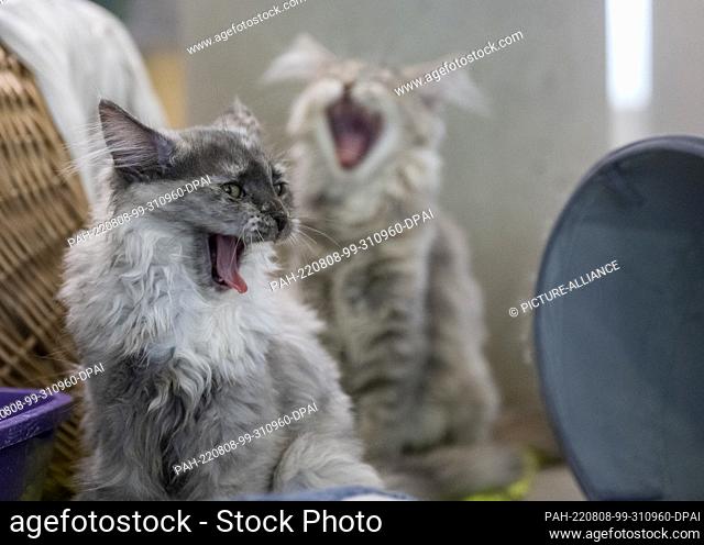 05 August 2022, Berlin: Two young Maine Coon sit in their enclosure in the mother and child cat house in the Berlin animal shelter and yawn