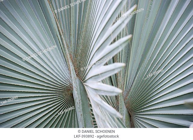 Washingtonia palm leaves, Puerto de la Cruz, Tenerife, Canary Islands, Spain, Europe