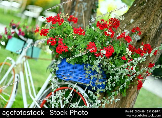 09 September 2021, Baden-Wuerttemberg, Ìberlingen Am Bodensee: A bicycle decorated with flowers leans against a tree at the State Garden Show on the shores of...