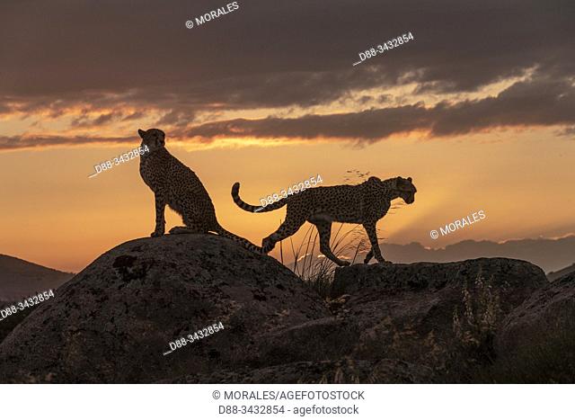 Cheetah (Acinonyx jubatus), occurs in Africa, two adults at sunset, captive