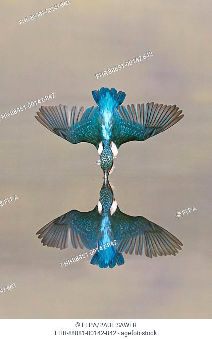 Common Kingfisher (Alcedo atthis) adult male, diving into water for fish, with reflection, Suffolk, England, July