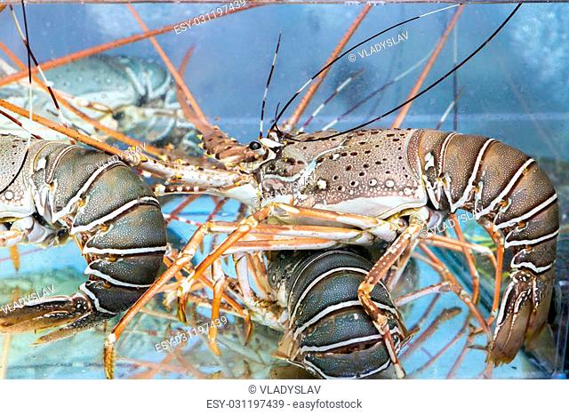 lobster under water - Sea food
