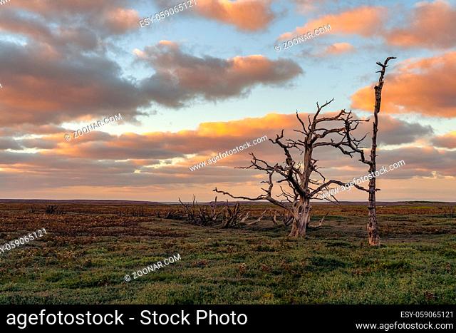 A tree trunk in the evening light over the Porlock Marshes, Somerset, England, UK