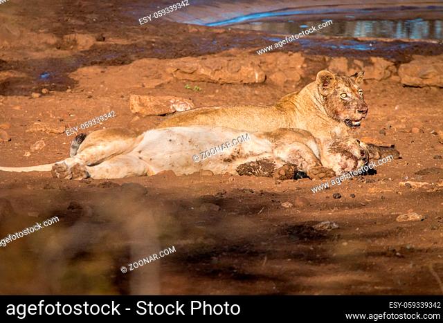 Two Lions laying in the dirt in the Kruger National Park, South Africa