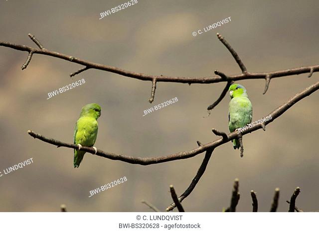 Pacific parrotlet (Forpus coelestis), two parrots in tree looking at each other, Peru, Lambayeque, Reserva Chaparri
