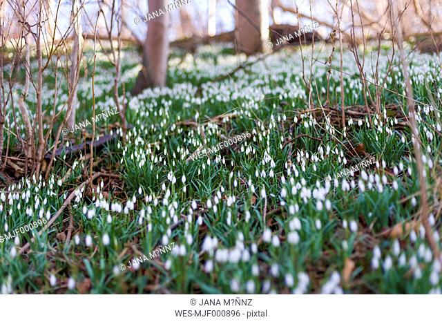 Germany, Mecklenburg-Western Pomerania, Ruegen, snowdrops (Galanthus)